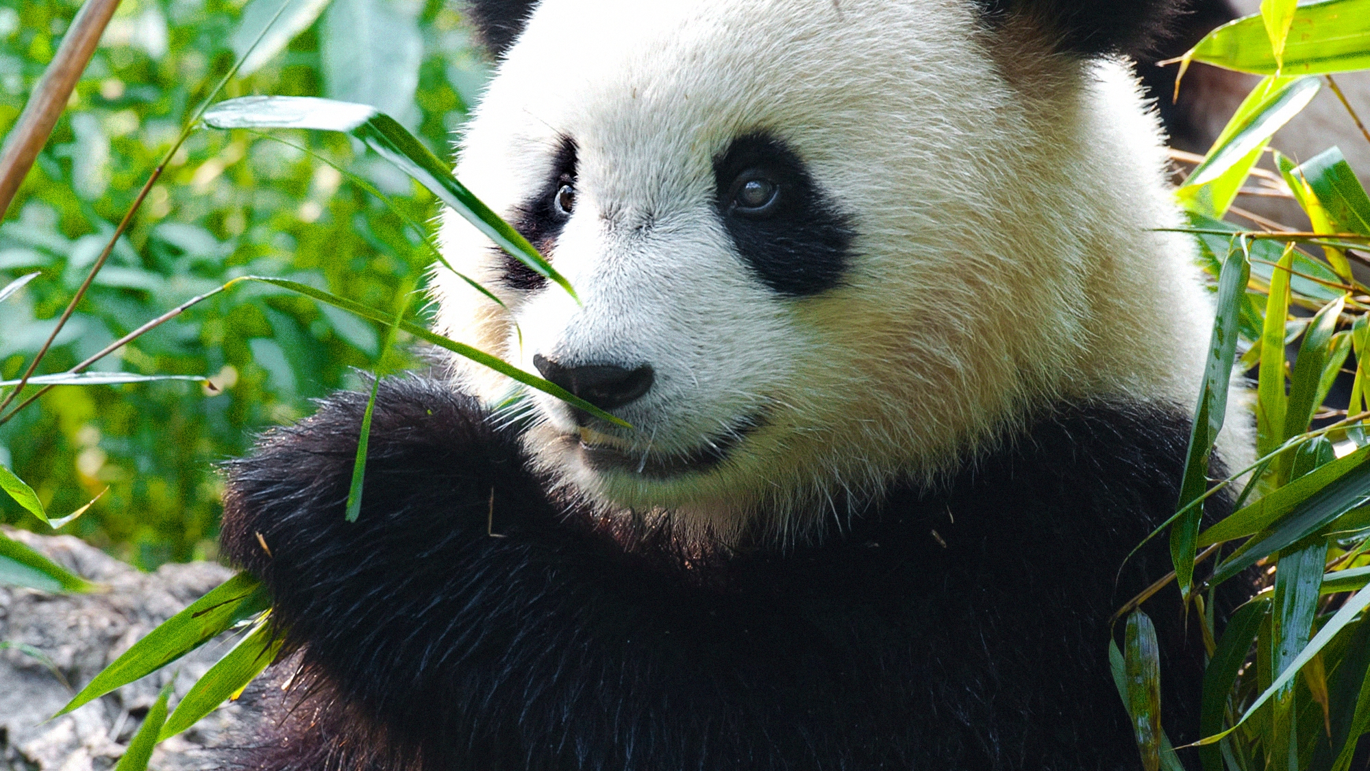 World Wildlife Fund WorldWildlife Viget World Wildlife Fund WorldWildlife Viget